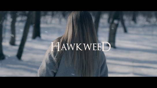 Hawkweed----Places-(in-my-mind)---Cover-Photo